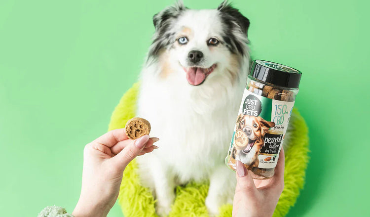 CBD for Pets